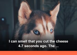 Husky: "I can smell that you cut the cheese 4.7 seconds ago. The clock is ticking, Karen."