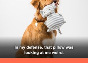 Golden Retriever: "In my defense, that pillow was looking at me weird."